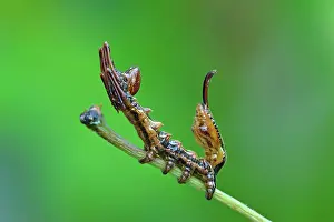 Fagi: Lobster Moth young caterpillar mimicry
