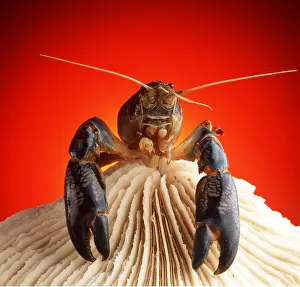 Lobsters: LOBSTER - ON SHELL