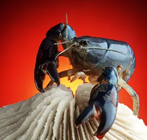 Lobsters: LOBSTER - ON SHELL