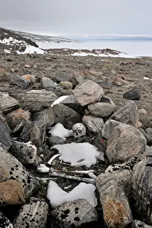 Bylot: Local ancient graves on Bylot Island