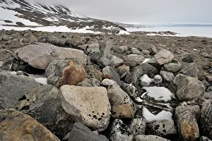 Local: Local ancient graves on Bylot Island