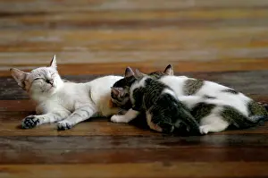 Tioman: Local domestic cat feeds kittens on a wooden pavement