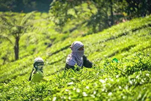 Cameron: Local tea pickers harvest, pick tea, tea plantation