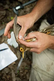 Scientist: Locating a vein on the wing of a Forest Thrush (Turdus