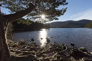 Loch: Loch an Eilean - Cairngorms National Park - Scotland