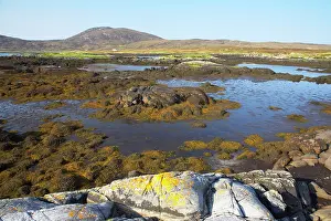 Lochs: Loch Eynort at Low Tide - Showing exposed beds of seaweed