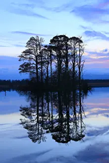 Backlight: Loch Mallachie, Cairngorms National Park, Scotland, United