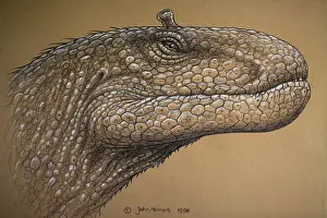 Ness: Loch Ness Monster. Sketch of head