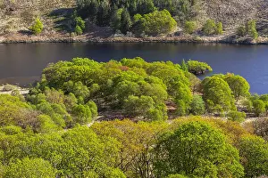 Dumfries: Loch Trool - view on forest with freshly sprouting