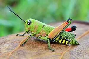 Locusts: Locust