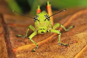 Locusts: Locust