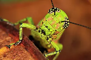 Locusts: Locust