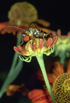 Coleopteran: Locust Borer Beetle