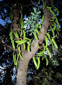 Carobs: Locust / Carob Tree