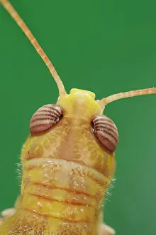 Puzzle: Locust - close up of head top view