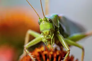 Locust: Locust, Great green bush cricket (Tettigonia viridissima)