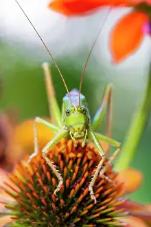 Locust: Locust, Great green bush cricket (Tettigonia viridissima)