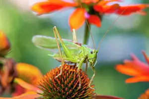 Locust: Locust, Great green bush cricket (Tettigonia viridissima)