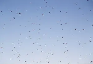 Locust: LOCUST SWARM