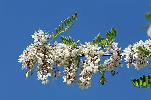 Acacias: Locust Tree or Acacia - blossom