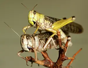 Locusta: Locusts copulating