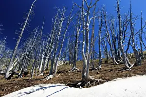 Contorta: Lodge Pole Pine - burnt and weathered trees - Mount