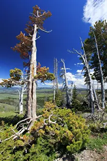 Contorta: Lodge Pole Pine - burnt and weathered trees - Mount