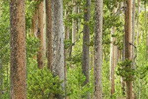 Lodgepole: Lodge pole pines