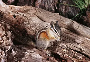 Chipmunks: LODGEPOLE CHIPMUNK