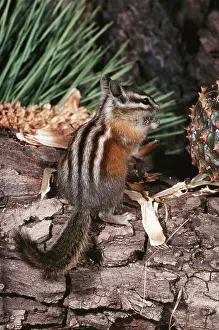 Chipmunks: Lodgepole Chipmunk