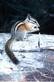 Bonnie Weisser: LODGEPOLE CHIPMUNK