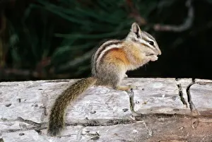 Chipmunks: LODGEPOLE CHIPMUNK - sitting on branch, feeding