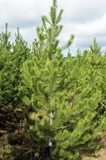 Contorta: Lodgepole Pine