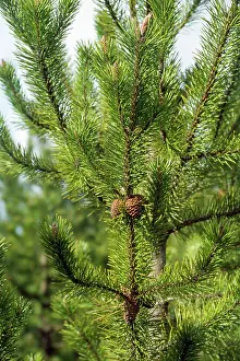 Contorta: Lodgepole Pine