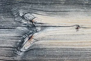Knot: Lodgepole Pine