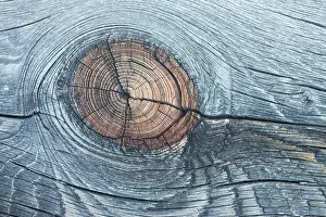 Knot: Lodgepole Pine