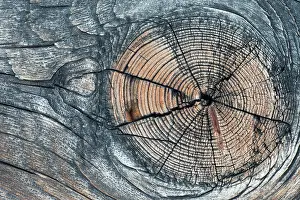 Knot: Lodgepole Pine