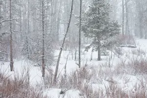 Contorta: Lodgepole Pine