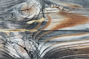 Knot: Lodgepole Pine