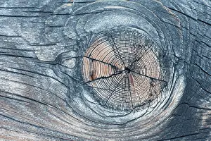 Timber: Lodgepole Pine