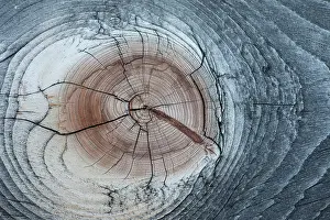 Timber: Lodgepole Pine