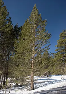 Contorta: Lodgepole Pine in native habitat; winter