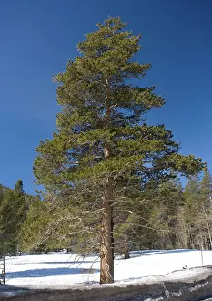 Contorta: Lodgepole Pine - in native habtat, winter
