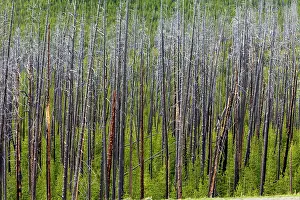 Regrowth: Lodgepole Pine Trees regeneration after fire - Dunraven