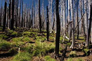 Contorta: Lodgepole Pines with Bear Grass, 5 years after fire