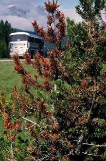 Needles: Lodgepole Pines Suffering from Pollution