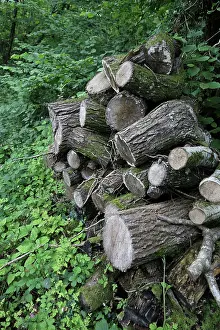 Piles: Log Pile