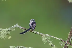 Lichen: Log Tailed Tit - on Lichen Covered Branch - UK