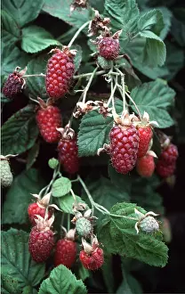Ripe: LOGANBERRY - close-up of ripe fruits