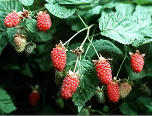 Allen Paterson: Loganberry Thornless - Close up fruits